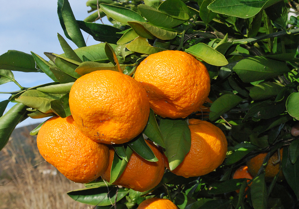 OBIRANJE MANDARIN